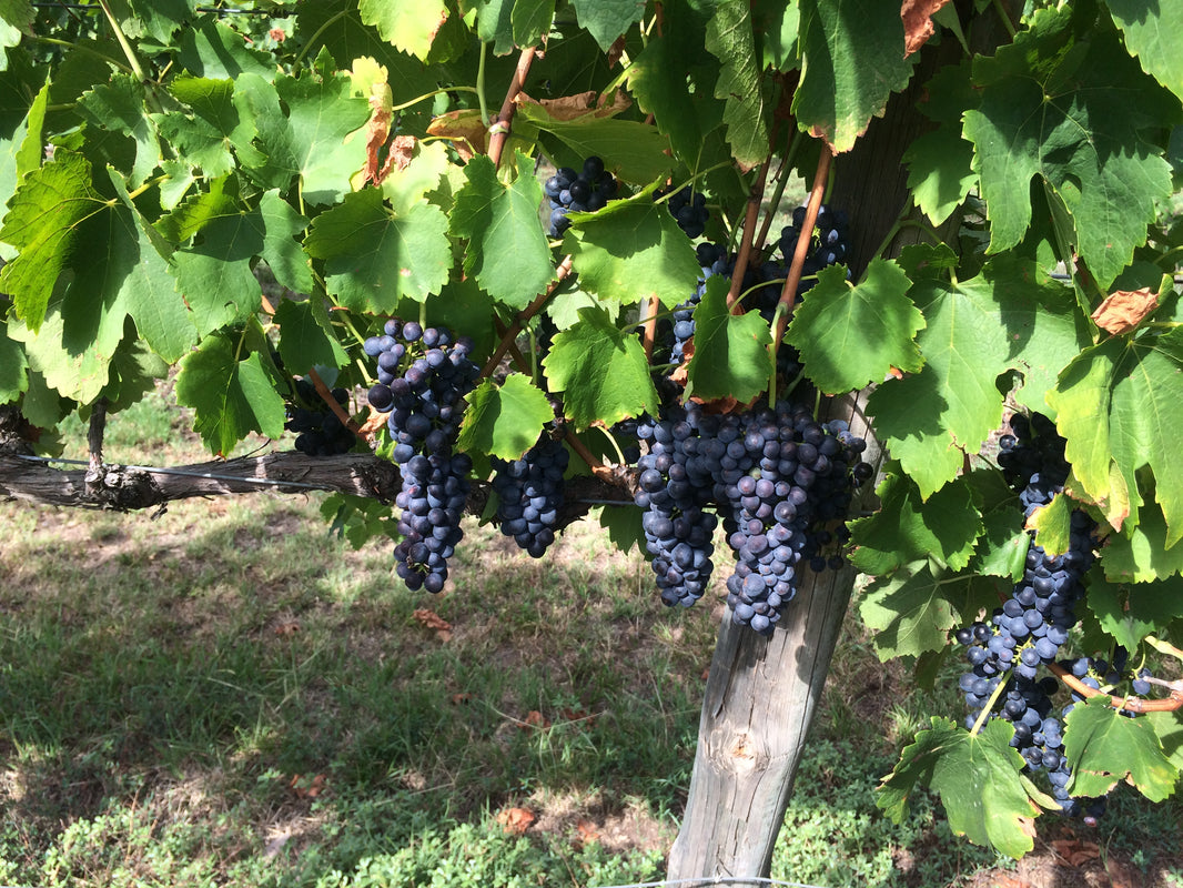 image in image with text