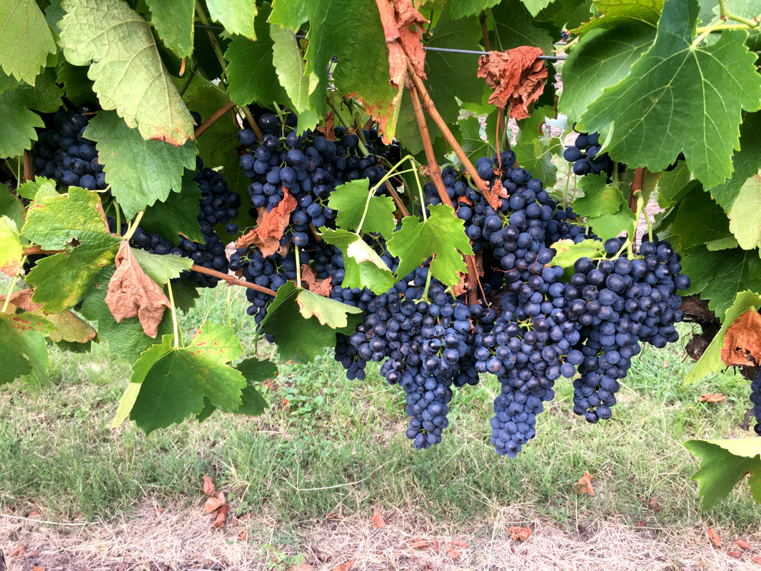 image in image with text